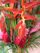 flowers at the beach house in costa rica