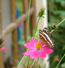 butterfly at the house in costa rica