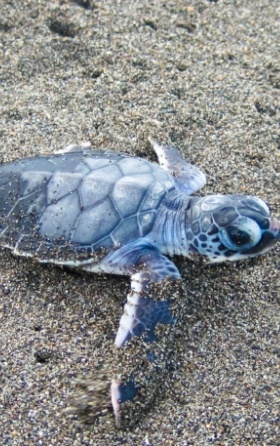 turtle hatchling