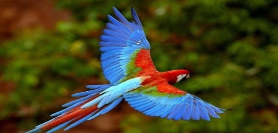 red macaw flying