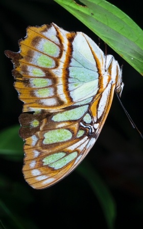 butterfly hanging upside down