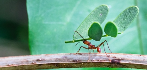 orange ant with small leafy branch
