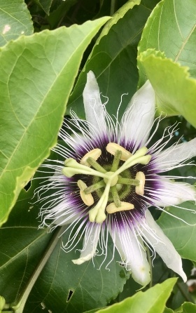 white and purple passion flower