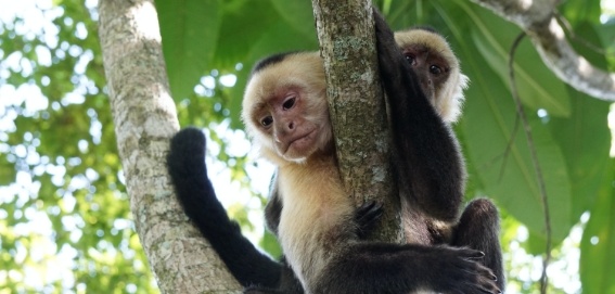 two white faced monkeys