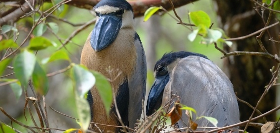 two merlin birds in nest