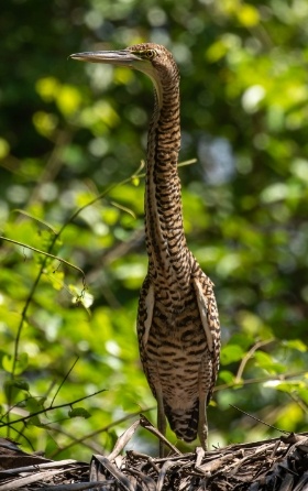 heron in jungle looking to left