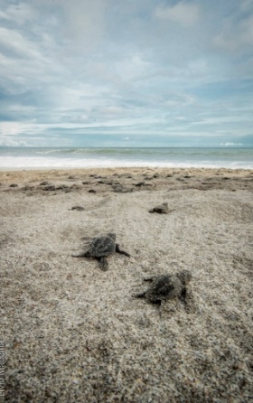 3 turtle hatchlings making their way to the sea