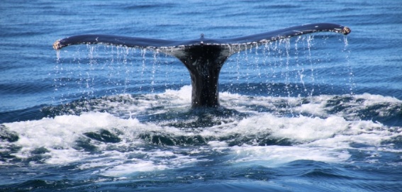 whale tale above water