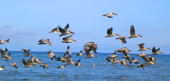 a flock of pelicans flying