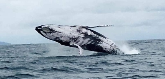 whale breeching to side