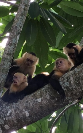 four white faced monkeys in tree