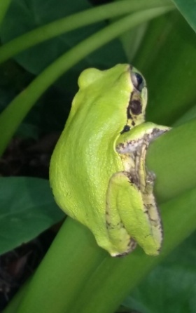 frog holding on to leaf