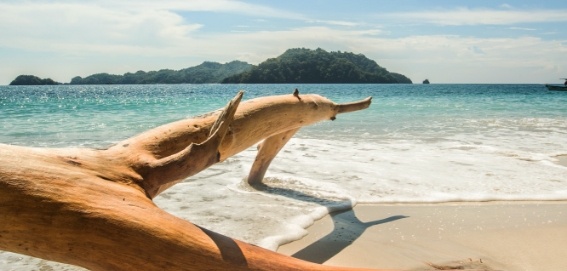 driftwood and clean beach Playa Curu