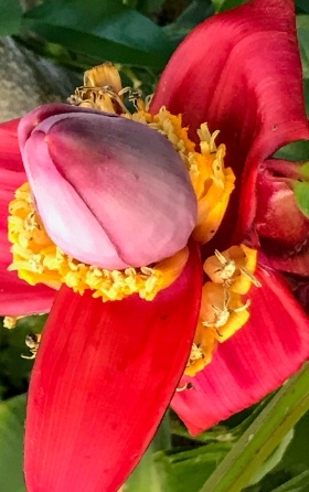 Red and yellow Apple Banana Flower