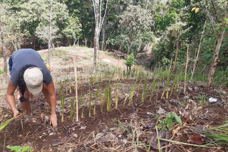 Sura Forestry 5 768x512