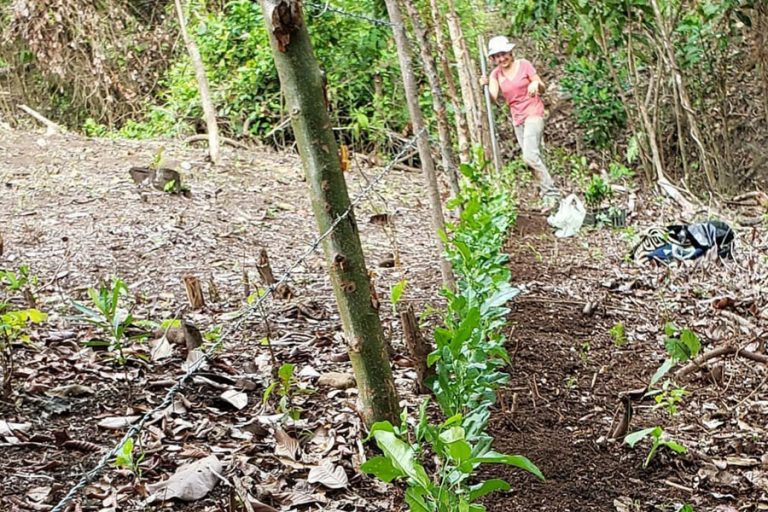 Sura Forestry 7 768x512