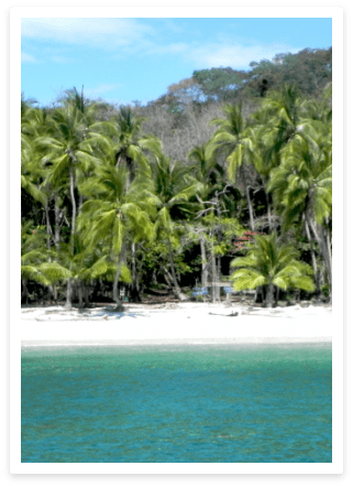 secluded beach with palm trees