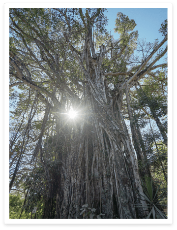 the great Higueron tree of Cabuya