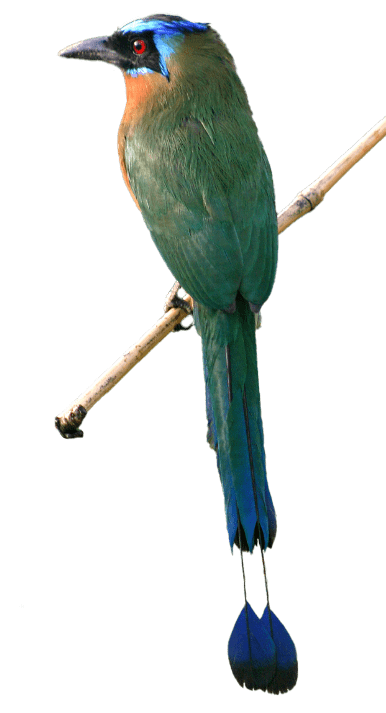 motmot bird