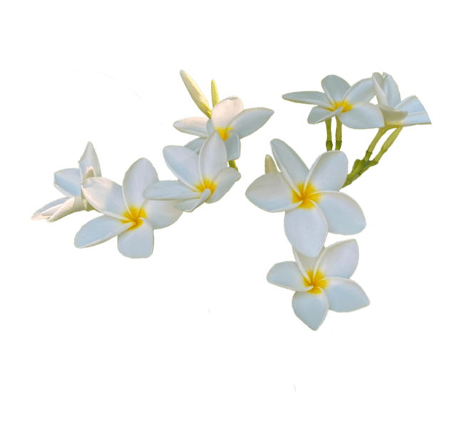 White Plumera